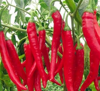 辣椒可阻止减缓癌细胞的生长