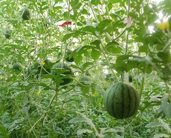 西瓜籽利尿 盘点各种蔬菜种子的功效
