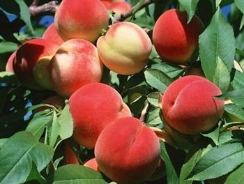 夏末秋初吃桃子有效预防贫血