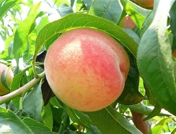 慢性胃炎患者不宜吃桃子