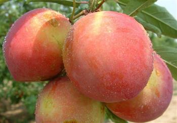 桃子减肥法 吃出好身材
