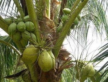 椰子油在减肥中的妙用
