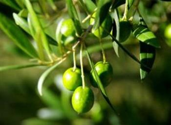橄榄防晒抗老肌肤能吃的水果餐