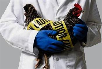 一针检测禽流感疫苗