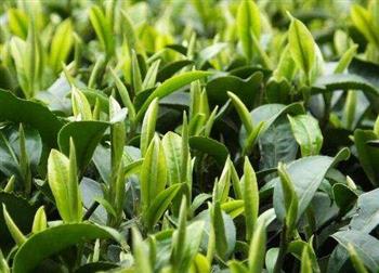 绿茶可降低抗癌药物毒性 提高其疗效