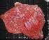 负鼠肉