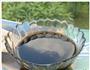 自制龟苓膏的做法图解6