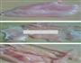 炸鸡柳的做法图解1