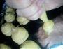 泡芙的做法图解8