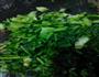 一香菜花生米的做法图解3